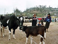 Local Cattle Market